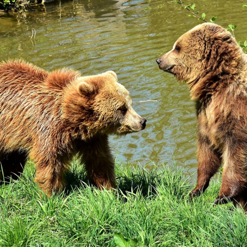 european-brown-bear-3366190_1920